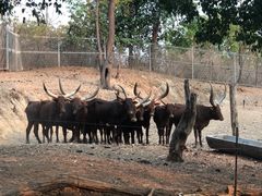 -清迈夜间动物园