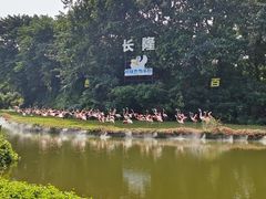 -广州长隆飞鸟乐园