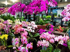 -双季花艺园艺市场(浦东店)