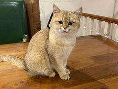 -猫小院猫主题餐厅(南锣旗舰店)