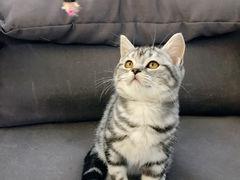 -lincat·猫舍(广州店)