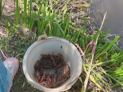 -同銮特种养殖场·龙虾垂钓