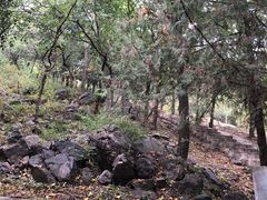 -北京十三陵国家森林公园蟒山景区