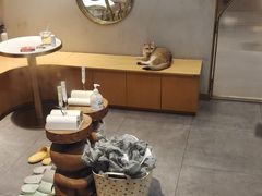 -飞行喵MR PILOT|猫舍·猫咖(静安大融城店)