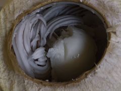 -志龙皇冠吃货椰子铺