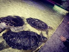 -华夏文旅海洋公园