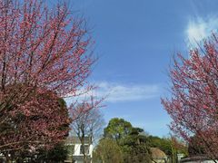 -武汉紫薇都市田园