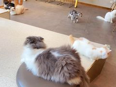 -飞行喵MR PILOT|猫舍·猫咖(静安大融城店)