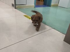 -北京观赏动物医院·24小时大型综合·猫专科·异宠专科