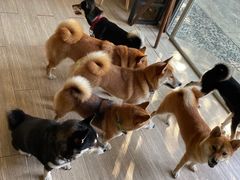 -柴犬高等学院·狗咖·柴犬售卖·宠物训练