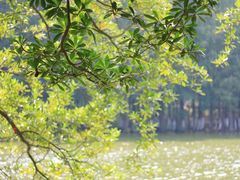 -番禺大夫山森林公园