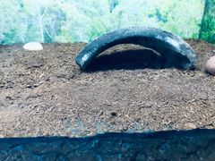-上海大自然野生昆虫馆(东方明珠·爬宠昆虫探索中心)
