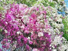 -深圳国际园林花卉博览园