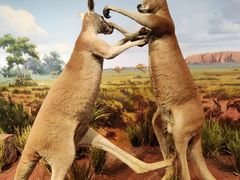 -陕西自然博物馆