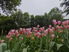 -洛阳郁金香牡丹园