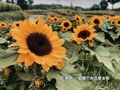 -花开海上生态园