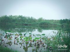 -合肥滨湖国家森林公园