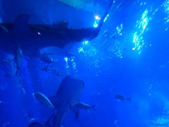 -成都浩海立方海洋公园