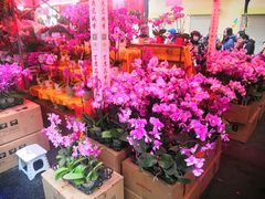 -越秀西湖花市(广州城市广场花卉店)