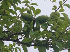 -苏州上方山国家森林公园