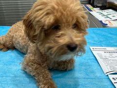 -伟伟宠物医院·CT影像中心·瑞派犬猫综合性门诊(汉口总院)