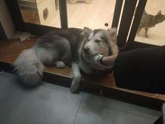 -李小姐の猫咖啡馆(五角场店)