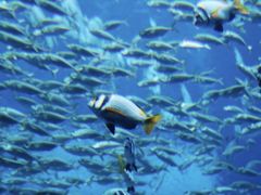 -迪拜水族馆及水下动物园