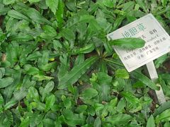-广州神农草堂中医药博物馆