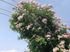 -洛阳市隋唐城遗址植物园