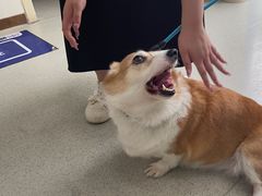 -宠颐生宠物医院·心肾内科·猫专科诊疗中心宠巢店