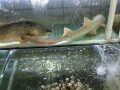 -老船长海鲜大排档(银滩店)