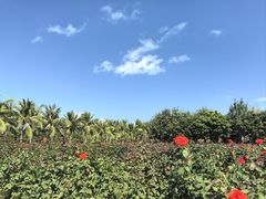 -亚龙湾国际玫瑰谷