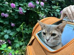-欣宠猫屋·矮脚拿破仑·蓝金金渐层