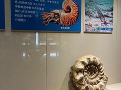 -安徽省地质博物馆