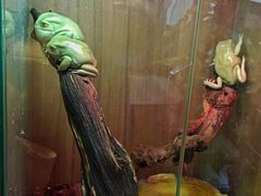 -酷以爬仙阁实体爬宠店·守宫·蜥蜴·专业繁育