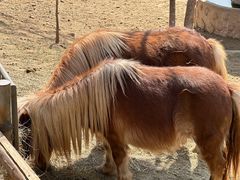 -石家庄市动物园