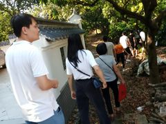 -从化深英荔枝黄皮龙眼采摘园
