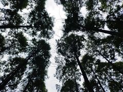 -黄海国家森林公园