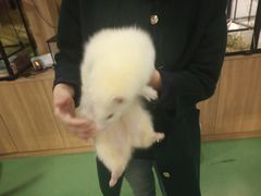 -藦茜花园宠物主题亲子互动体验馆(国顺东路店)