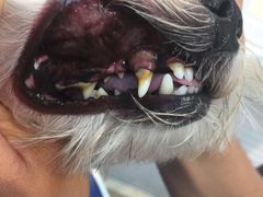 -PETKIT 小佩宠物·低压洗护·美容·寄养(安远店)