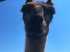 -新疆天山野生动物园