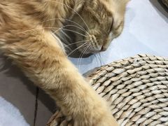 -Heymao猫咖.咖啡厅(东门店)