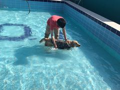 -趣玩宠物乐园寄养训犬训狗游泳池