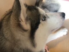 -Husky Go! 哈士奇体验馆·宠物咖啡厅狗咖