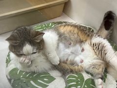 -青奢宠物·青奢猫舍