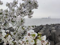 -上海滨江森林公园