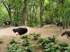 -北京野生动物园