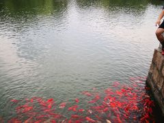 -苏州吴宫泛太平洋酒店