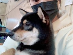 -柴源莊·柴小宠柴犬咖啡