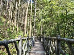 -九龙江国家森林公园